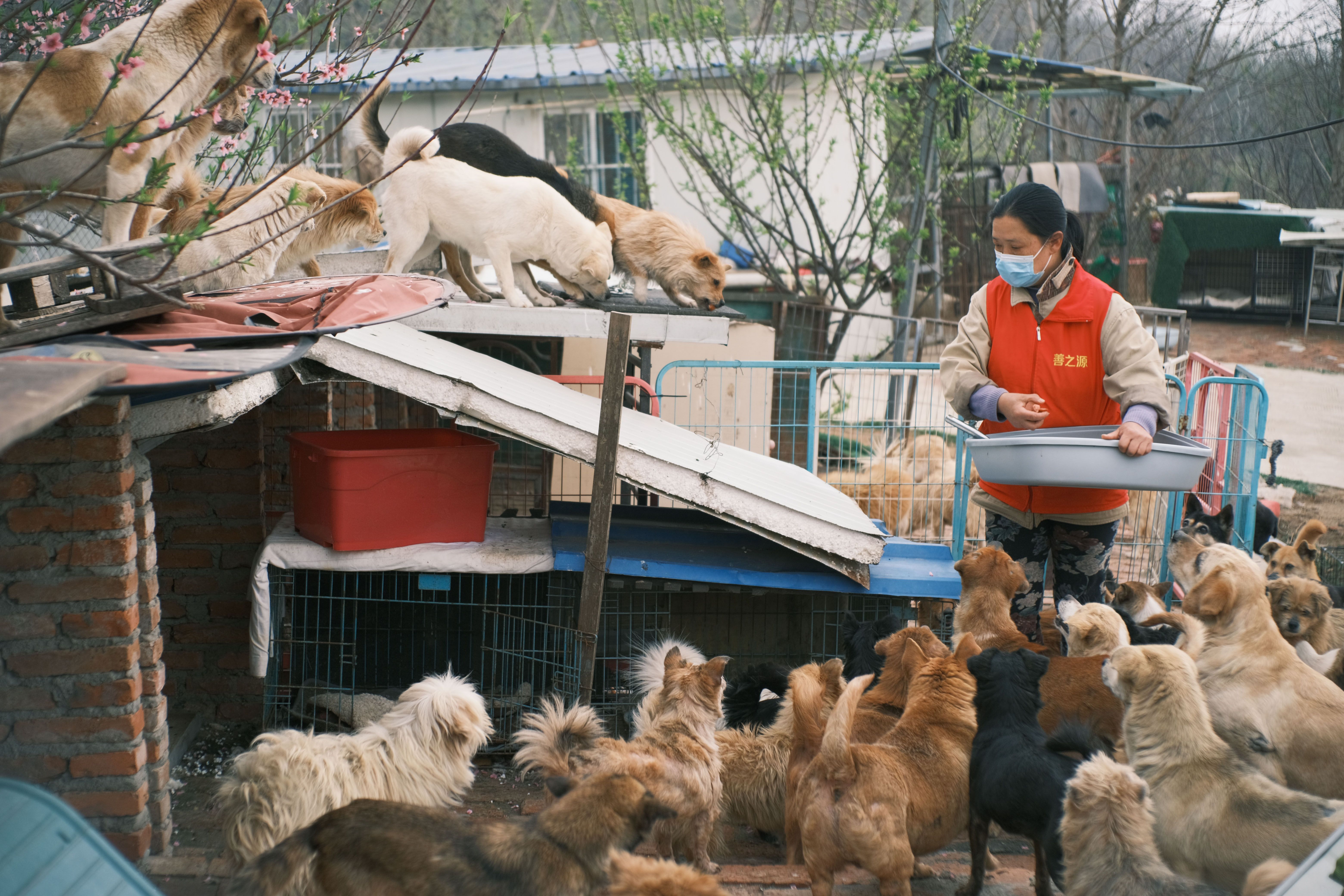 Rescued animals